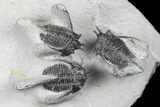 Bargain Devil Horned Cyphaspis Walteri Trilobite Cluster #179204-4